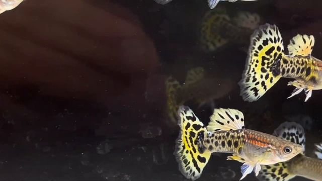 Leopard Guppy's смотреть онлайн