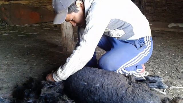 qozy qyrqu / қозы қырқу / стрижка / sheep shearing смотреть онлайн