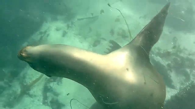 La Jolla Cove Great Dive смотреть онлайн