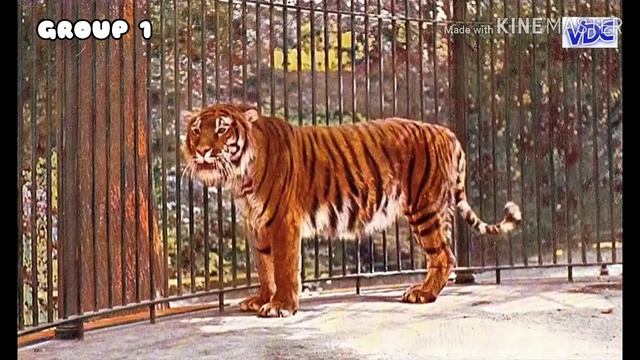 Thuyết Trình Về Loài Hổ| Nhóm 1 [ Lớp 12C1 Trường THPT NTMK ] смотреть онлайн