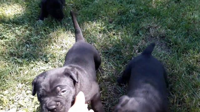 Stenci Kane Korso (Cane Corso) смотреть онлайн