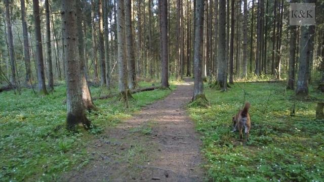 Прогулки по лесу. День за днем с дедом Многоведом. 19 мая 2022г. Эпизод 267.