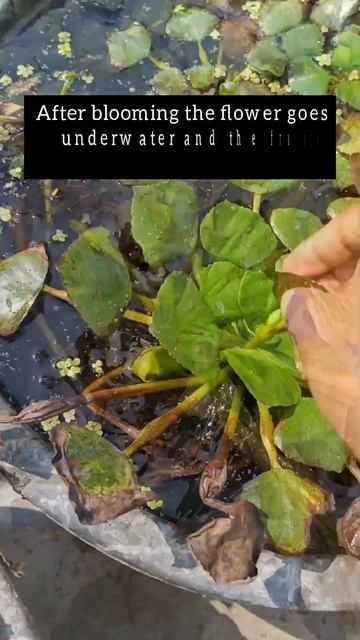 Do you know this fruit? It's also called water caltrop. смотреть онлайн