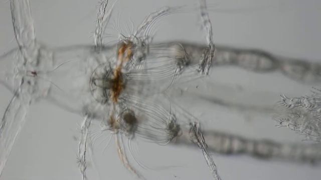 Feeding behavior of Eucalanus californicus смотреть онлайн