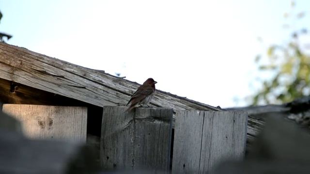 чечевица (самец) смотреть онлайн
