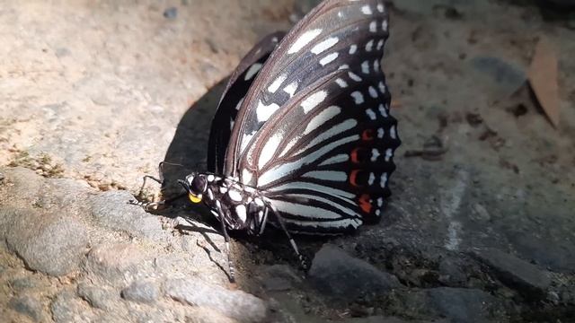 1090714紅星斑蛺蝶 смотреть онлайн