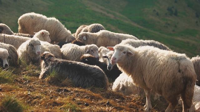 Музыка неземной красоты, проникающая до глубины до души к воспоминаниям! Притяжение - Сергей Грищук смотреть онлайн