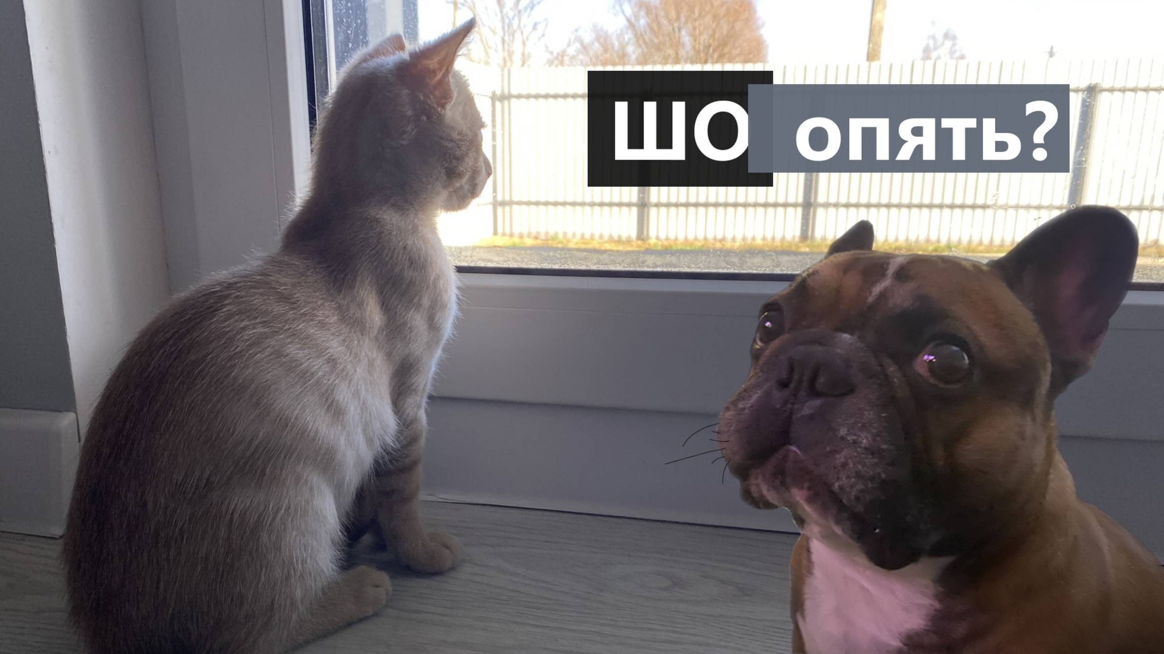 Французский бульдог и кошки - продолжение. Знакомство с новым питомцем смотреть онлайн