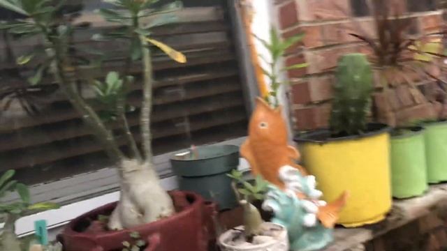 New Adeniums and Quick Plumeria update. смотреть онлайн