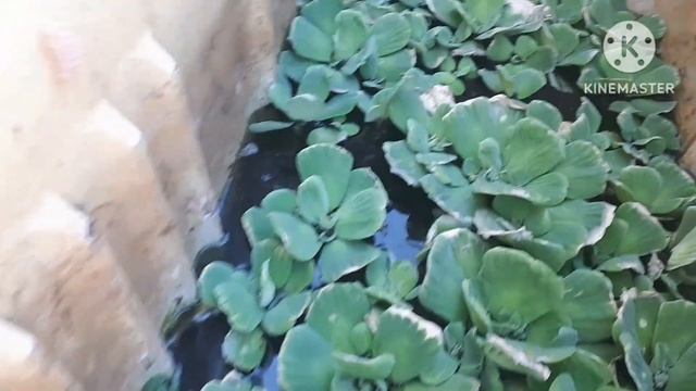 Retirando Los Primeros 50 Bettas Super Red De Una Reproduccion   Numero (829-354-6754