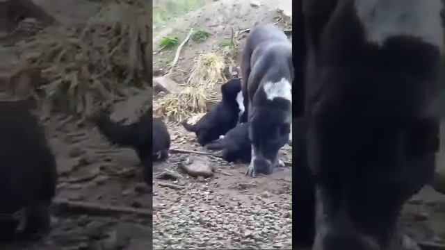 🔥Щенки АЛАБАЯ на прогулке с мамой и папой🤗😍 Продаются.‼️ ☎️+79615337336