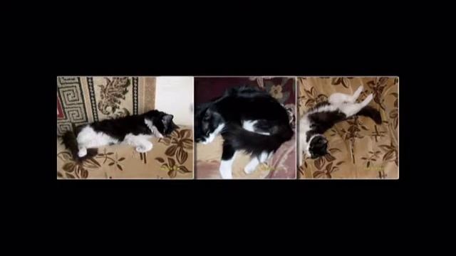 коты смотреть онлайн
