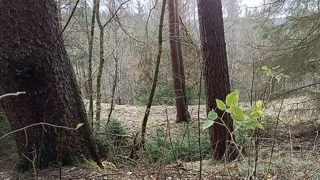 Wald Wood Musik Chillout Relaxing смотреть онлайн