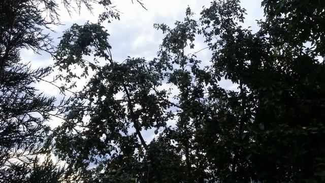 Доброе утро! Звуки летнего утра! смотреть онлайн