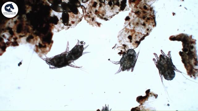 OTODECTES CYNOTIS ACARI DELL'ORECCHIO DI CANI E GATTI