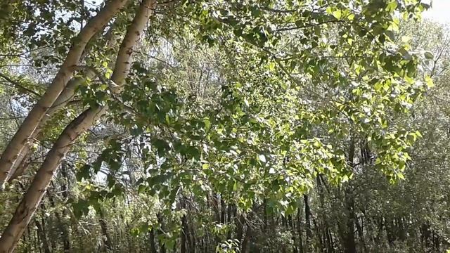 Птичьи голоса смотреть онлайн