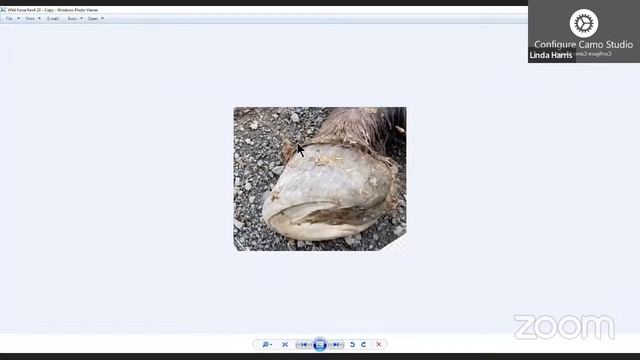 The Anatomically Correct Trim Hoofcast Part 1 Understanding Horn Tubuels. смотреть онлайн