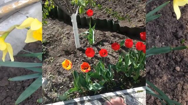 ЦВЕТЫ ПОСЛЕ ПРОШЛОГОДНЕГО СНЕГА ВЫСТОЯЛИ. смотреть онлайн