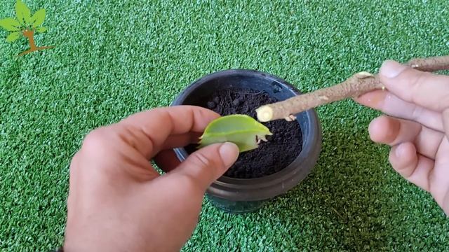 Técnica Para Enraizar Qualquer Galho! Não Falha, Enraiza 100% Dos Galhos