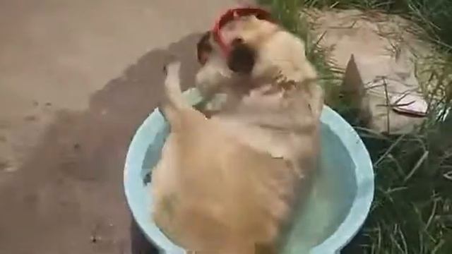 Собаки тоже люди смотреть онлайн