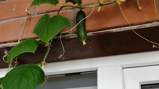 Мой огород! смотреть онлайн