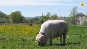 Учим Животных по Системе Монтессори - Угадай чья Тень | Развивающие Мультики для Детей