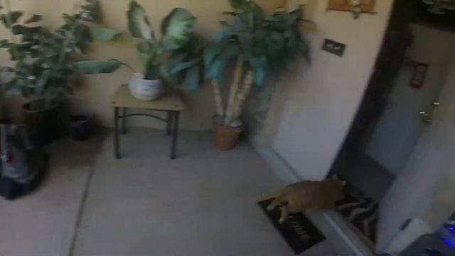 Catswana live here/Snake attack смотреть онлайн