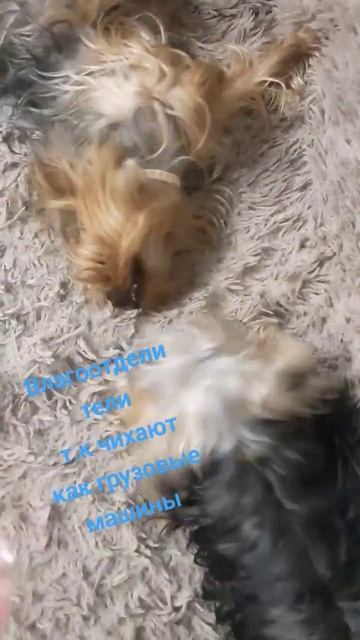 влагоотделители т к  чихают как будто грузовые машины сбрасывают воздух #собака