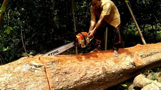 Chain Saw, Stihl Duromatic E, mesin pemotong kayu handal смотреть онлайн