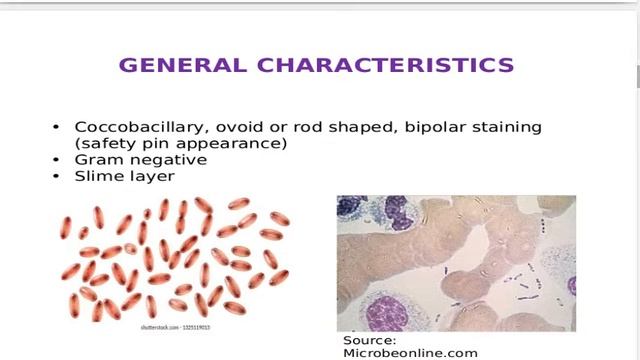 Yersinia | Causative Agent Of Plague| Bacterial Pathogens Medical Microbiology