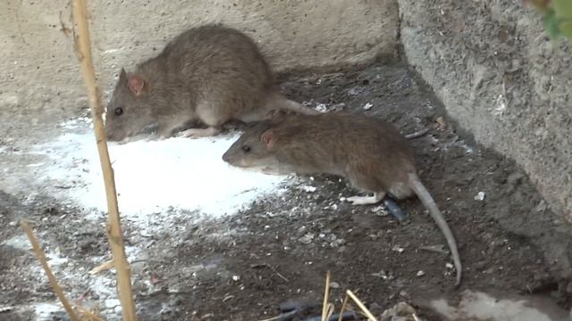 СЕМЕЙКА КРЫС смотреть онлайн