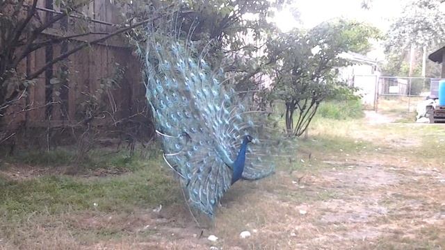 Our Indian Blue Peacock смотреть онлайн