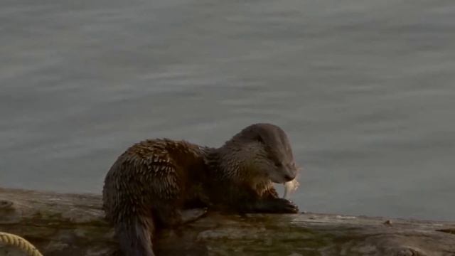 Dinner time смотреть онлайн