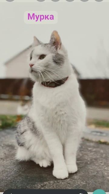 анука давайка исы баффи и пупсы нет