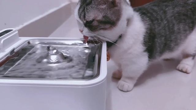 3L Smart Pet Water Dispenser | Sensor | Byamio® смотреть онлайн