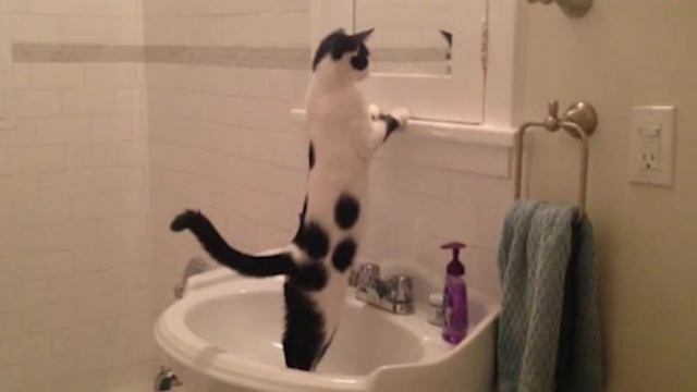 Котики милые и смешные. смотреть онлайн