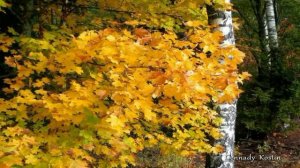 В меня весна влюбилась по уши