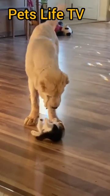 Вот так встреча 😹😹 it's a meeting #shorts #приколы #funny_moments смотреть онлайн