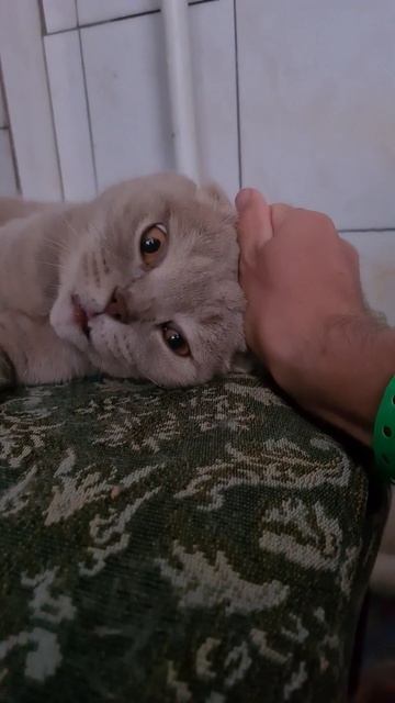 ПЛЮШКА СОННАЯ смотреть онлайн