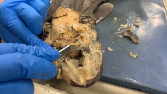 Shark Dissection смотреть онлайн