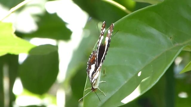 Mating pair of Commanders смотреть онлайн
