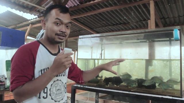 Cara Ternak Ikan Geophagus смотреть онлайн