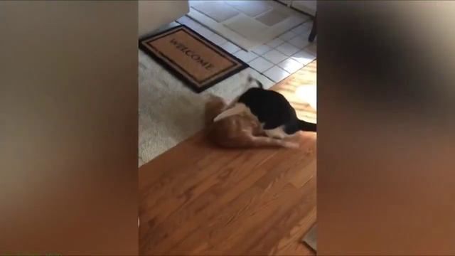 🎸📺Animais 18😹Engraçado HD Pegadinha Gato idiot Fail Funny Animal Cat👇+Video👇Desc👇PlayList🎵Ajud👍Curt смотреть онлайн