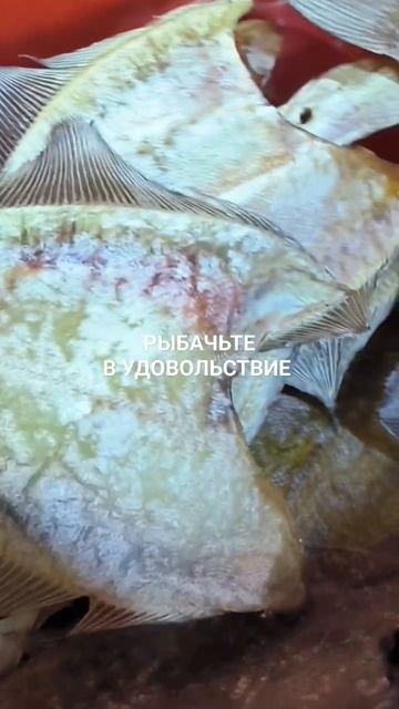 В Челябинскую область отправляю вяленого ерша.