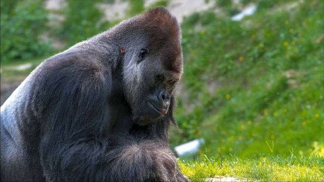 Звук гориллы / Gorilla Sound