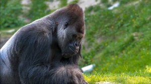 Звук гориллы / Gorilla sound