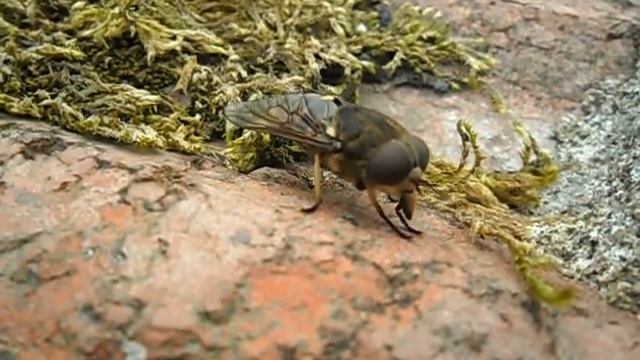 Epistrophe melanosto hoverfly смотреть онлайн