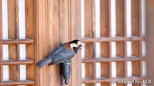 남이섬 흰눈썹황금새