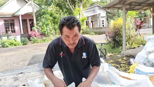 Harga jagung hari ini 09/08/2024‼️ Proses jual pipil basah смотреть онлайн