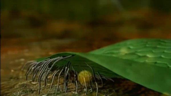 The secret life: Ferns Pteridophyte life cycle (HD)